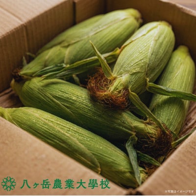 【2026年先行予約】朝採れ直送 フルーツのような甘さ『皮付き』生とうもろこし10本