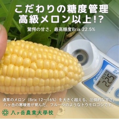 【2026年先行予約】朝採れ直送 フルーツのような甘さ『皮付き』生とうもろこし10本