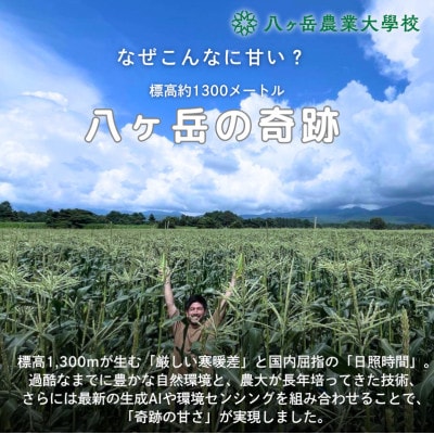 【2026年先行予約】朝採れ直送 フルーツのような甘さ『皮付き』生とうもろこし10本
