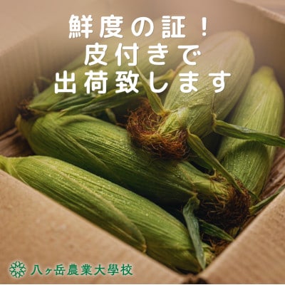 【2026年先行予約】朝採れ直送 フルーツのような甘さ『皮付き』生とうもろこし10本