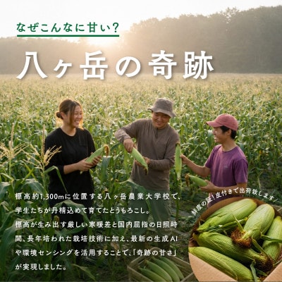 【2026年先行予約】朝採れ直送 フルーツのような甘さ『皮付き』生とうもろこし10本