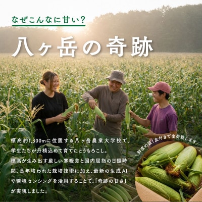 【2027年先行予約】朝採れ直送 フルーツのような甘さ『皮付き』生とうもろこし10本
