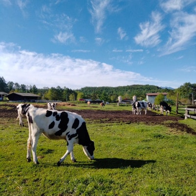 八ヶ岳農場 生ソフトクリームアイス 8個