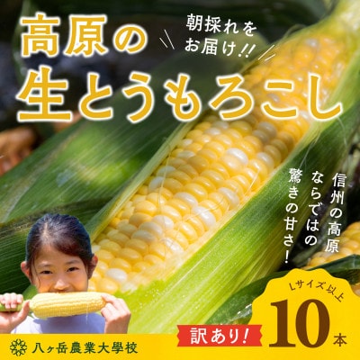 【2027年先行予約】【訳あり】「朝採れ直送」フルーツのような甘さ『皮付き』生とうもろこし10本