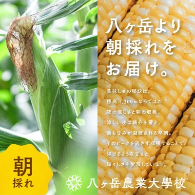 【数量限定!訳あり】フルーツのような甘さ『皮付き』生とうもろこし10本【2026年先行予約】