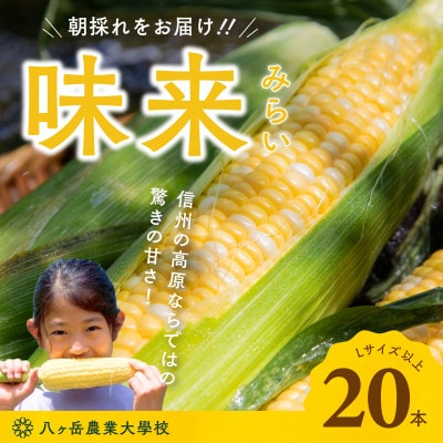 【朝採れ直送!】 フルーツのような甘さ『皮付き』生とうもろこし20本