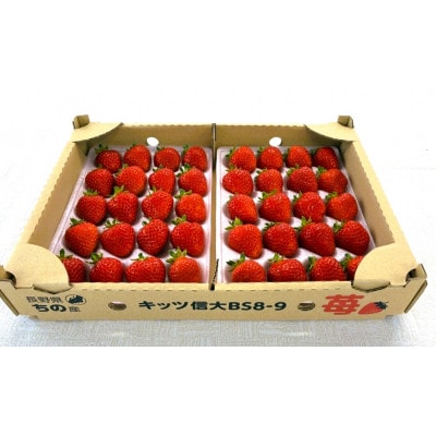 長野県茅野市産　いちご　キッツ苺/信大BS8-9  500g (250g×2パック)