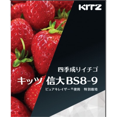 長野県茅野市産　いちご　キッツ苺/信大BS8-9  500g (250g×2パック)