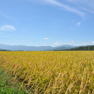 【新米先行受付】長野県産特別栽培米 ミルキークイーン10kg