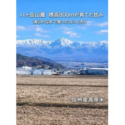 【令和7年産】信州八ヶ岳山麗 長野県産コシヒカリ 精米10kg(10kg×1袋)
