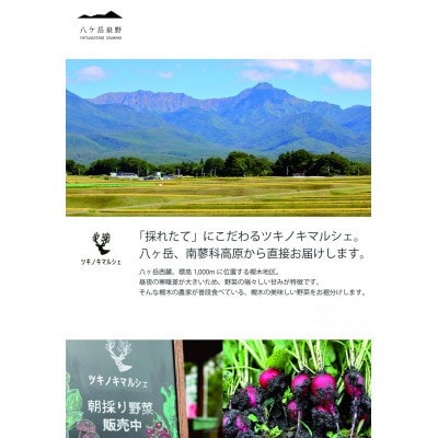 [八ヶ岳泉野]ツキノキマルシェのハチミツセット「アカシアと百花」八ヶ岳西麓の希少品