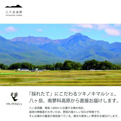 [八ヶ岳泉野]クレイジースウィートコーン　 15本詰込み