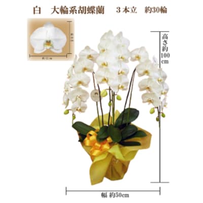 御祝　胡蝶蘭　白大輪3本立　30輪　ラッピングカラーピンク