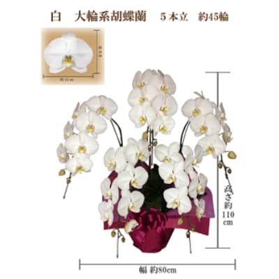 御祝　胡蝶蘭　白大輪5本立　45輪　ラッピングカラーピンク