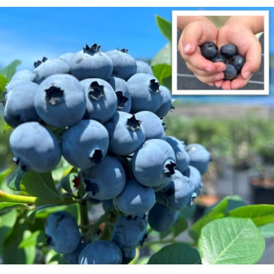 《1個》岬町ブルーベリーコンフィチュール(ジャム)380g×1　甘さ控えめ/添加物不使用