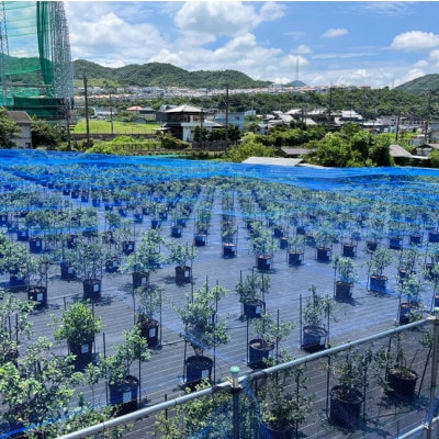 《1個》岬町ブルーベリーコンフィチュール(ジャム)380g×1　甘さ控えめ/添加物不使用