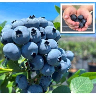 《2個》岬町ブルーベリーコンフィチュール(ジャム)380g×2　甘さ控えめ/添加物不使用