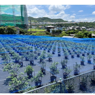 《2個》岬町ブルーベリーコンフィチュール(ジャム)380g×2　甘さ控えめ/添加物不使用