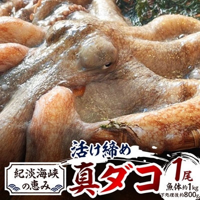 【活け締め】紀淡海峡の恵み・泉州みさき旬の魚/真ダコ1尾　　