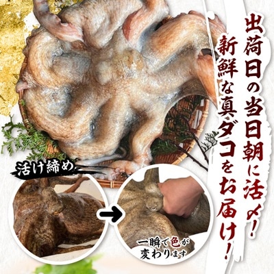 【活け締め】紀淡海峡の恵み・泉州みさき旬の魚/真ダコ1尾　　