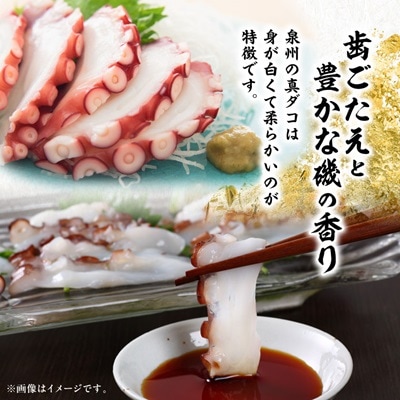 【活け締め】紀淡海峡の恵み・泉州みさき旬の魚/真ダコ1尾　　