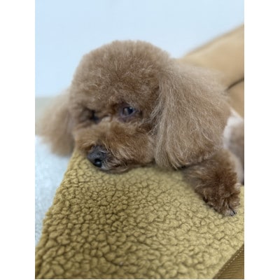 alberton社 赤外線を吸収して発熱するsliva knitわんにゃん