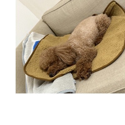 alberton社 赤外線を吸収して発熱するsliva knitわんにゃん