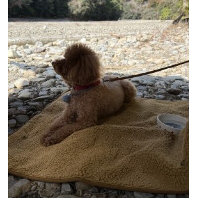 alberton社 赤外線を吸収して発熱するsliva knitわんにゃん