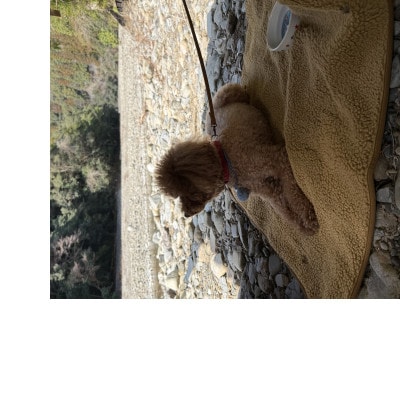 alberton社赤外線を吸収して発熱するsliva knitわんにゃんブランケット カーボン