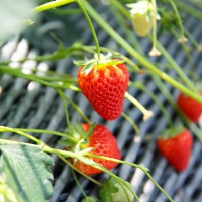 朝摘み!ふるさと納税上牧町　奈良県高級ブランド苺「古都華」250g×4パック(2L以上)※2ケース