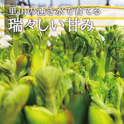 朝採れ山菜 タラの芽 300g