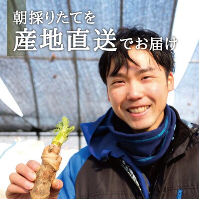 朝採れ山菜 タラの芽 300g