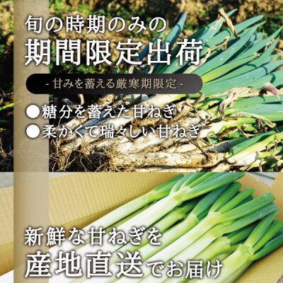 カマシチねぎ屋 旬の甘ねぎ 3kg