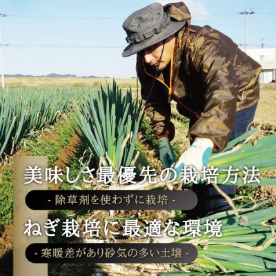 カマシチねぎ屋 旬の甘ねぎ 6kg