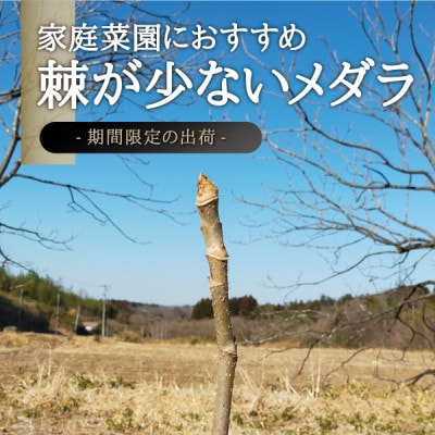 宮城県 西根の森 タラの木の苗木 手掘り苗(タラの芽)50～80cm　3本