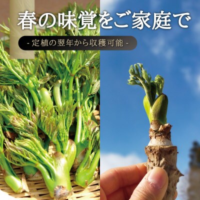 宮城県 西根の森 タラの木の苗木 手掘り苗(タラの芽)50～80cm　3本