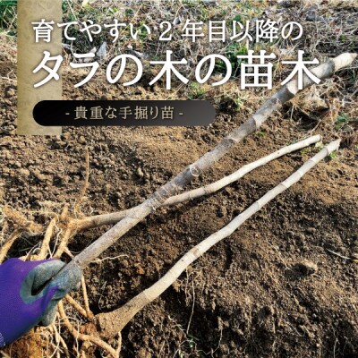 宮城県 西根の森 タラの木の苗木 手掘り苗(タラの芽)50～80cm　6本