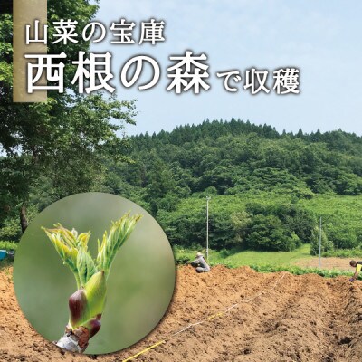 西根の森 タラの芽(宮城産 シーズン物 原木収穫)150g