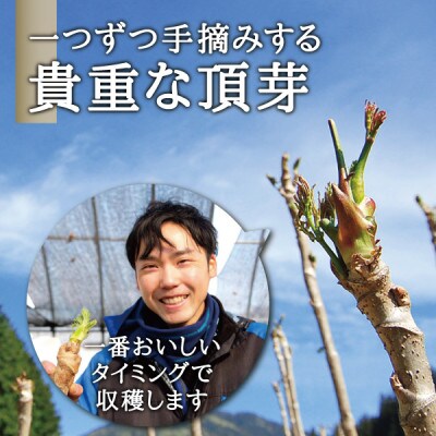 西根の森 タラの芽(宮城産 シーズン物 原木収穫)150g