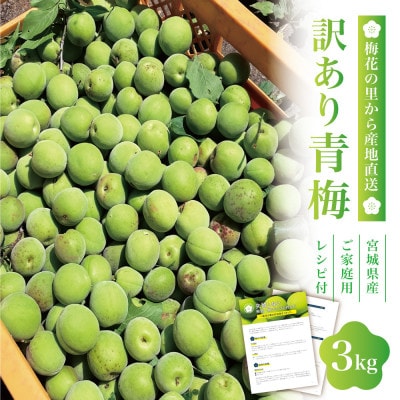 【宮城県産】ご家庭用青梅(訳あり生梅)3kg 梅酒・梅シロップ用 栽培期間中農薬不使用|太良衛門