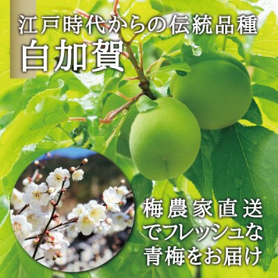 宮城県産 青梅(生梅)3kg◆梅花の里から農家直送 梅酒・梅シロップ用