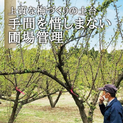 宮城県産 青梅(生梅)3kg◆梅花の里から農家直送 梅酒・梅シロップ用
