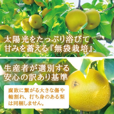 宮城県産 訳あり梨 豊水5kg(11～20玉入り)