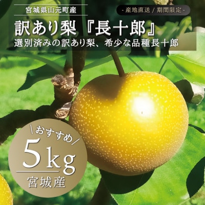 宮城県産 訳あり梨 長十郎5kg(11～20玉入り)
