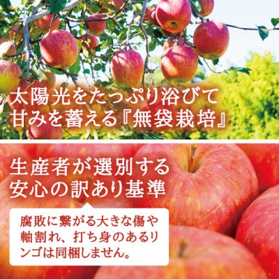 宮城県産  ご家庭用 サンふじ5kg(11～20玉入り)生産者選別済みのリンゴ