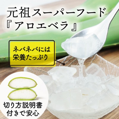 【食用】朝採り アロエベラ生葉 5kg(5枚～10枚)3年物  宮城県産