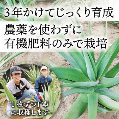 【食用】朝採り アロエベラ生葉 5kg(5枚～10枚)3年物  宮城県産