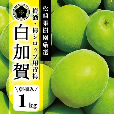 toak様　山梨県産　白加賀梅　青梅　15kg　今月下旬頃から順次発送！ 予約販売【青梅】京都青谷産「白加賀」(10kg, 4L以上)：京都府産