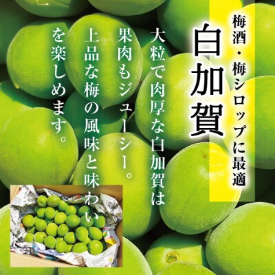 梅酒・梅シロップ用青梅】松崎果樹園の肉厚青梅 約1kg(大玉L～2L