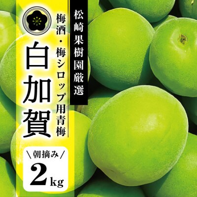 【梅酒・梅シロップ用青梅】松崎果樹園の肉厚青梅 約2kg(大玉L～2L)白加賀 作り方レシピ付き